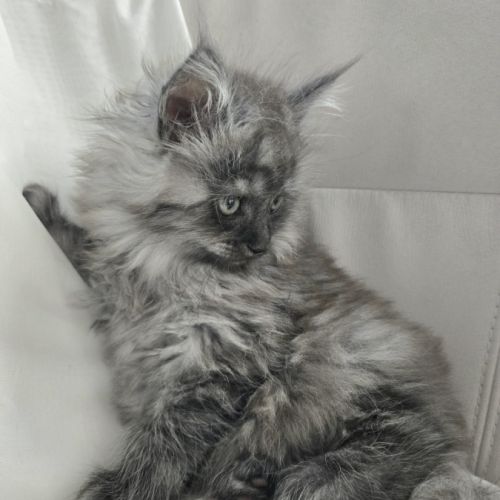 Maine coon black smoke loof #2