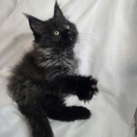 Maine coon black smoke loof