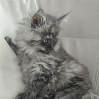Maine coon black smoke loof #2