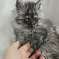 Maine coon black smoke loof #3