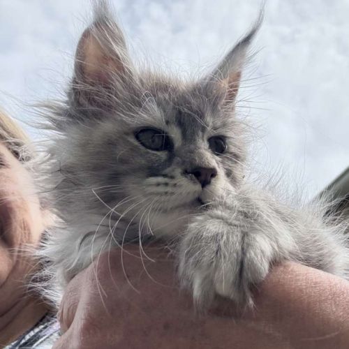 Maine coon black tortie smoke ou bleu blotched tor #2