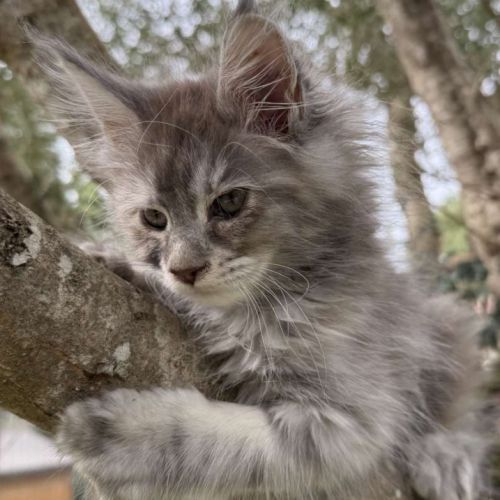 Maine coon black tortie smoke ou bleu blotched tor #3