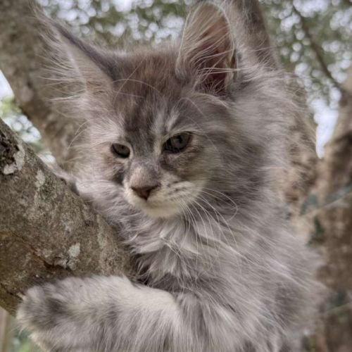 Maine coon black tortie smoke ou bleu blotched tor #4