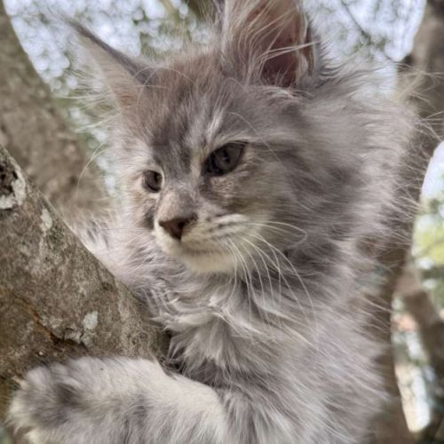 Maine coon black tortie smoke ou bleu blotched tor #5