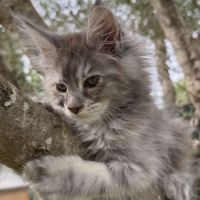 Maine coon black tortie smoke ou bleu blotched tor #3