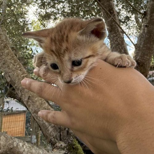 Savannah f6 brown spotted ou noir mélanistique m/f #1