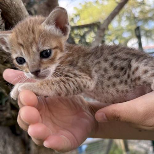 Savannah f6 brown spotted ou noir mélanistique m/f #2