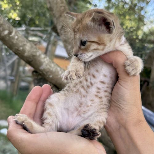 Savannah f6 brown spotted ou noir mélanistique m/f #5