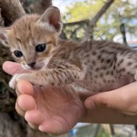 Savannah f6 brown spotted ou noir mélanistique m/f #2