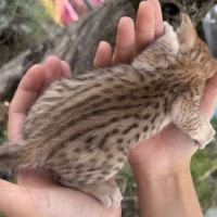 Savannah f6 brown spotted ou noir mélanistique m/f #3