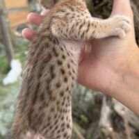 Savannah f6 brown spotted ou noir mélanistique m/f #4