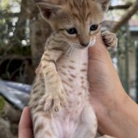 Savannah f6 brown spotted ou noir mélanistique m/f #6