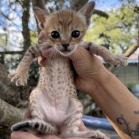 Savannah f6 brown spotted ou noir mélanistique m/f #0