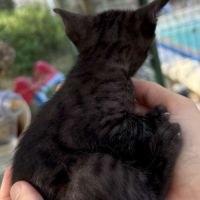 Savannah f6 brown spotted ou noir mélanistique m/f #8