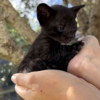 Savannah f6 brown spotted ou noir mélanistique m/f #9