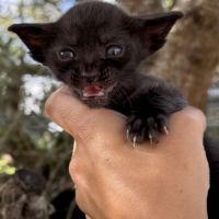 Savannah f6 brown spotted ou noir mélanistique m/f #10