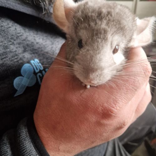 Chinchilla femelle