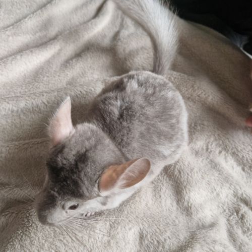 Chinchilla femelle #2
