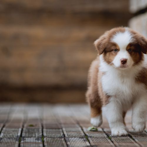 Chiots bergers australiens lof et testes