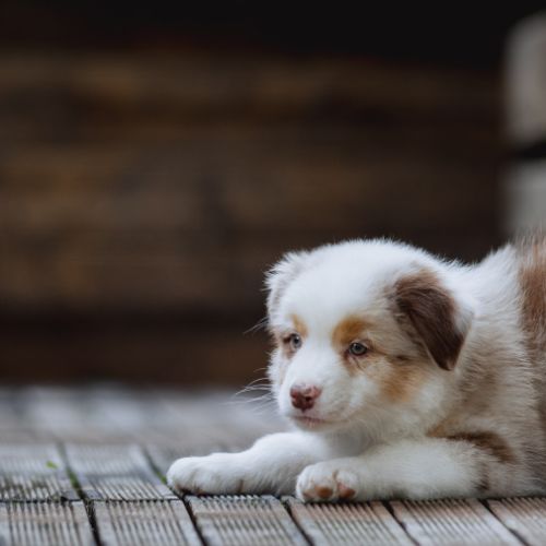 Chiots bergers australiens lof et testes #2