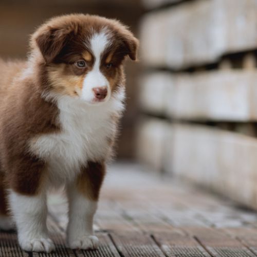 Chiots bergers australiens lof et testes #3