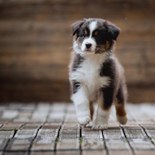 Chiots bergers australiens lof et testes #4