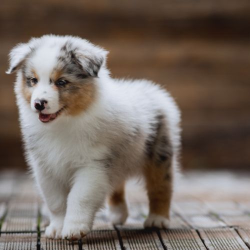 Chiots bergers australiens lof et testes #6