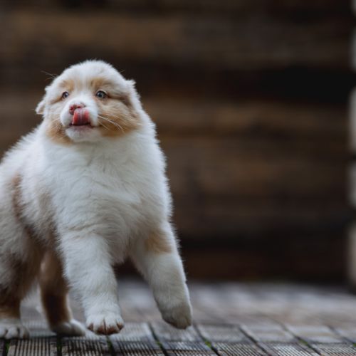 Chiots bergers australiens lof et testes #7