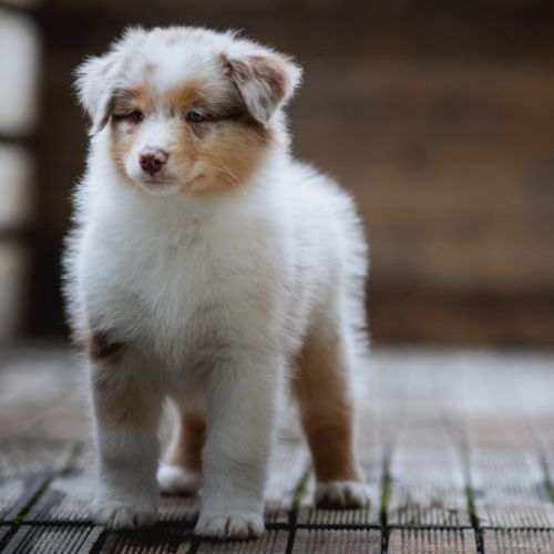 Chiots bergers australiens lof et testes #9