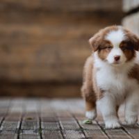 Chiots bergers australiens lof et testes