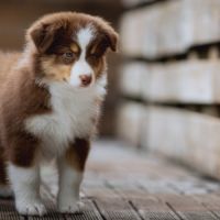 Chiots bergers australiens lof et testes #3