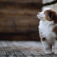 Chiots bergers australiens lof et testes #5