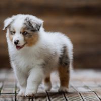 Chiots bergers australiens lof et testes #6