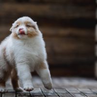 Chiots bergers australiens lof et testes #7