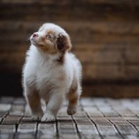 Chiots bergers australiens lof et testes #8