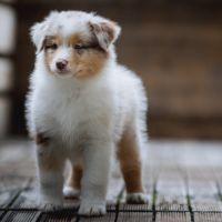 Chiots bergers australiens lof et testes #9