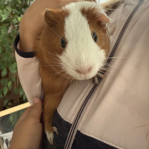 2 adorables cochons d’inde mâles avec tout leur éq #1