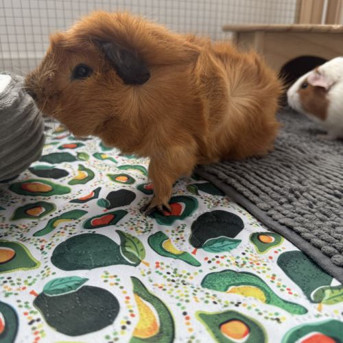 2 adorables cochons d’inde mâles avec tout leur éq