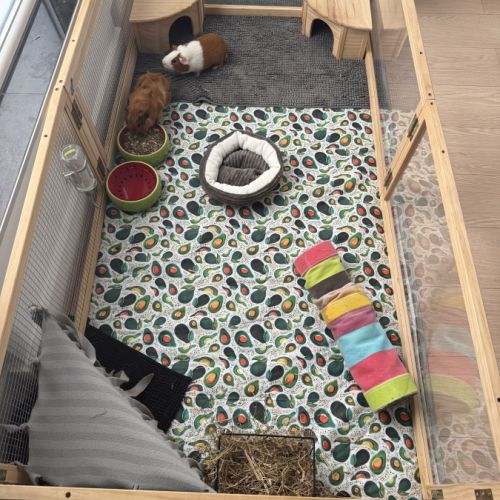 2 adorables cochons d’inde mâles avec tout leur éq #3