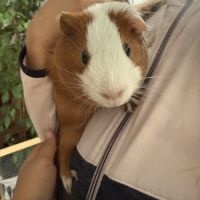 2 adorables cochons d’inde mâles avec tout leur éq #1