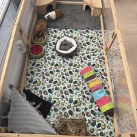 2 adorables cochons d’inde mâles avec tout leur éq #3