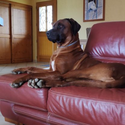 Saillie d’un beau mâle rhodesian #1