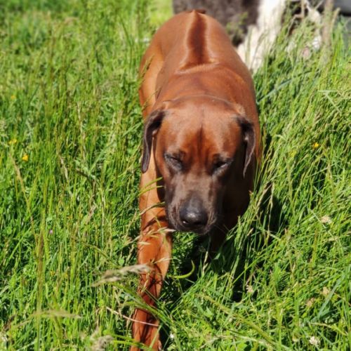 Saillie d’un beau mâle rhodesian