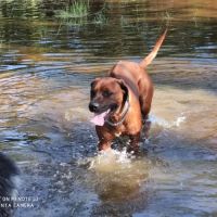 Saillie d’un beau mâle rhodesian #2