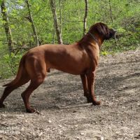 Saillie d’un beau mâle rhodesian #4