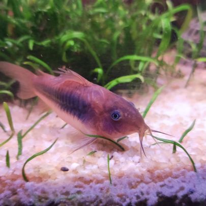 Corydoras aeneus #1