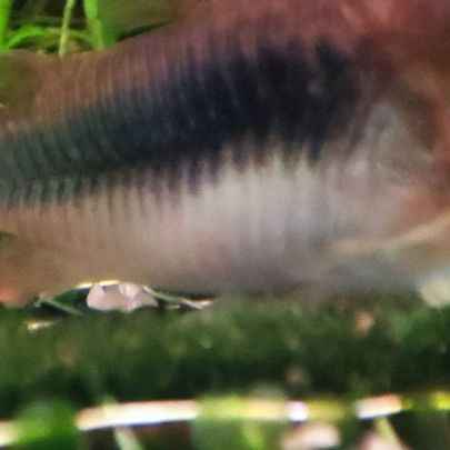 Corydoras aeneus #2