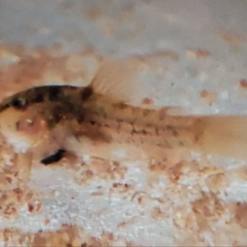 Corydoras aeneus #6