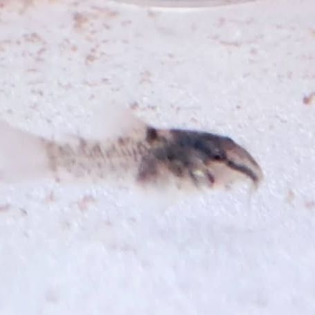 Corydoras aeneus #7