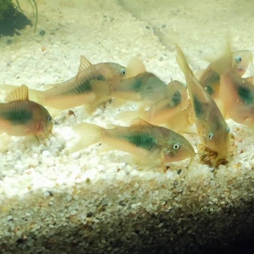 Corydoras aeneus